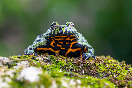 The fire-bellied toads are a group of six species of small frogs belonging to the genus Bombina.