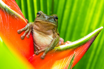 The Australian green tree frog (Ranoidea caerulea), also known as simply green tree frog in Australia, White's tree frog, or dumpy tree frog