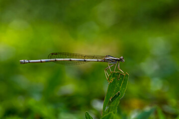 Damselflies are insects in the order Odonata.[1] They are similar to dragonflies, but are in a separate suborder, the Zygoptera