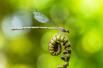 Damselflies are insects in the order Odonata.[1] They are similar to dragonflies, but are in a separate suborder, the Zygoptera