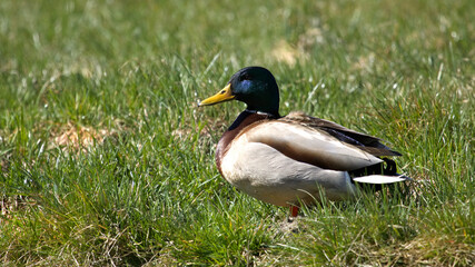 Mallard duck, colorful cute duck with green grass on shore.	