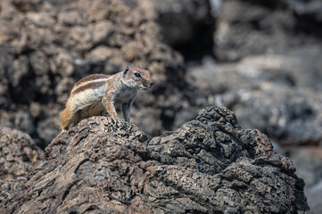 Barbary ground squirrel, atlantoxerus getulus, invasive species scavenging for food amongst rocks, Costa Calma, Fuerteventura