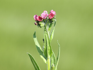 Fototapeta premium Houndstongue plant with pink flowers, Cynoglossum officinale