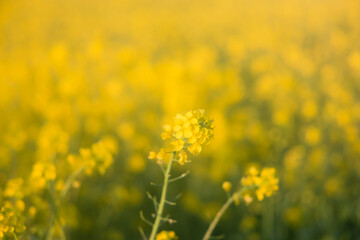 Field of rape blossoms in full bloom. Spring materials. Emotional pictures.