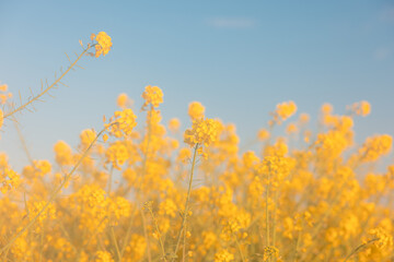 Field of rape blossoms in full bloom. Spring materials. Emotional pictures.