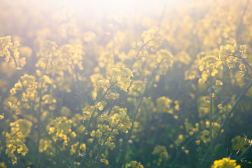Fototapeta na wymiar Field of rape blossoms in full bloom. Spring materials. Emotional pictures.