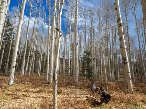 A grove of trembling aspens (Populus tremuloides), in fall coloration near Snowbowl, Flagstaff, Arizona