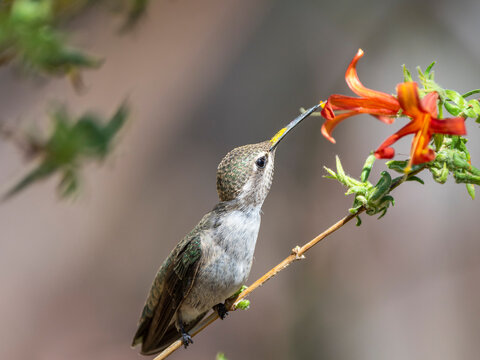 An adult female Costa's hummingbird (Calypte costae) feeding in Madera Canyon, southern Arizona, Arizona