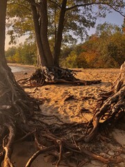 Trees with long crooked roots on the beach in summer
