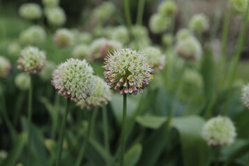 Blooming Alium in the summer on the green background. Close up