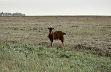 goat in the field