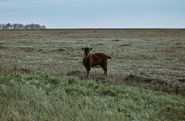 goat in the meadow
