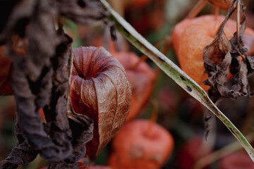 autumn orange flower