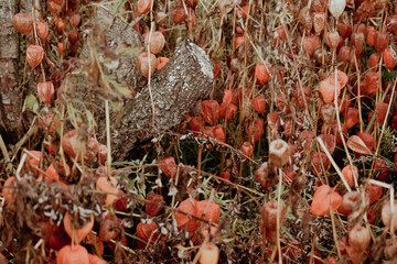 autumn leaves in the forest