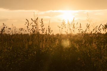 Fototapeta premium Wild golden yellow grasses at sunset. Macro image, shallow depth of field.