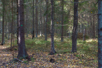 Sunlit evergreen forest. Mossy bottom, conifer tree trunks and branches.