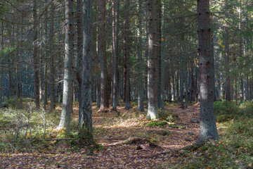 Sunlit evergreen forest. Mossy bottom, conifer tree trunks and branches.