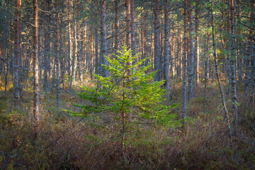Fototapeta premium Coniferous forest at fall season, sunny day
