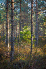 Coniferous forest at fall season, sunny day