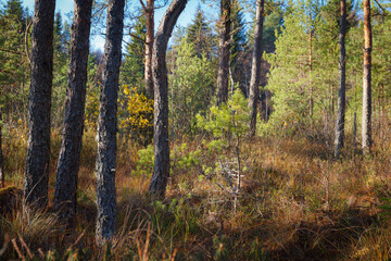 Fototapeta premium Coniferous forest at fall season, sunny day