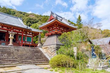Fototapeta premium 【奈良県】大和郡山市 矢田寺(金剛山寺) (2023/03/27撮影)