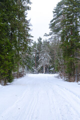 Old snowy road through coniferous forest