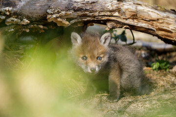 Fuchswelpe am Fuchsbau