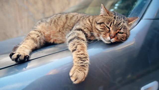 View of a cat sleeping on a car in Istanbul, Turkey