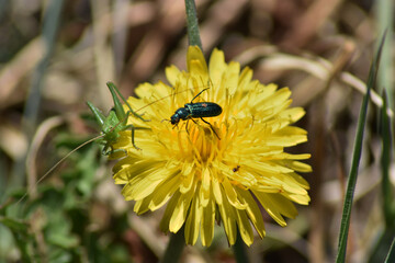 When you are photographing a beetle (Melyridae) on top of a dandelion and a small green grasshopper...