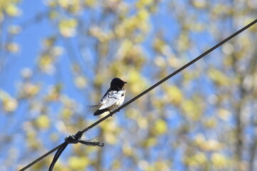 Barn swallow resting from its frantic flight on a rope.