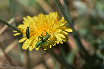 When you are photographing a beetle (Melyridae) on top of a dandelion and a small green grasshopper joins the session. Nature is wonderful