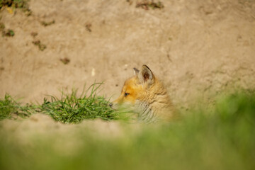 Fuchswelpe am Fuchsbau