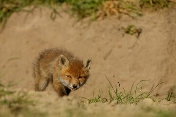 Fuchswelpe am Fuchsbau