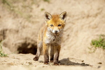 Fuchswelpe am Fuchsbau