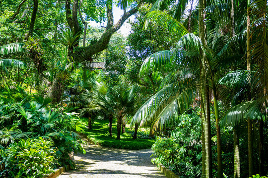 Sitio Roberto Burle Marx site, a landscape garden, UNESCO World Heritage Site, Rio de Janeiro, Brazil
