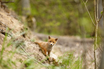 Fuchswelpe am Fuchsbau