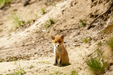 Fototapeta premium Fuchswelpe am Fuchsbau