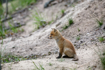 Fuchswelpe am Fuchsbau