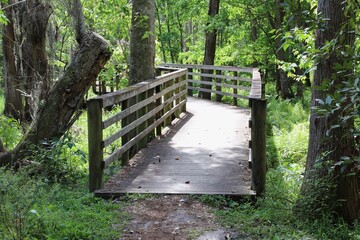Woodland trail with green trees and wooden footbridge