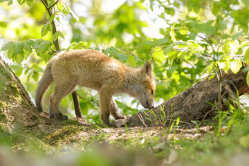 Fuchswelpe am Fuchsbau