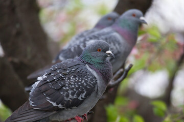 pigeon on a branch