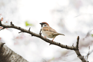 sparrow on a branch
