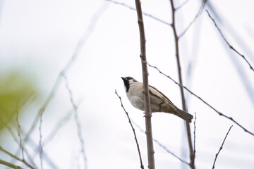 sparrow on the tree branch