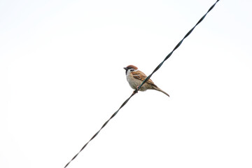 Sparrow on the wire