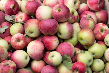 Various fresh red apple from garden