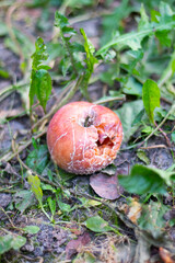 Rotten apple on the grass © Ana CPP