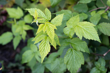 Fototapeta na wymiar Natural grown raspberry leaves in garden