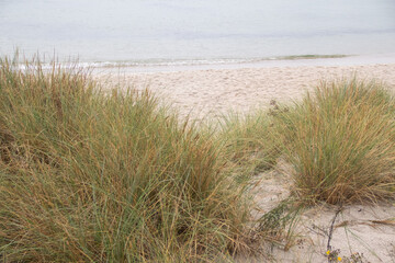 Sea landscape and grass in Poland summer Baltic sea