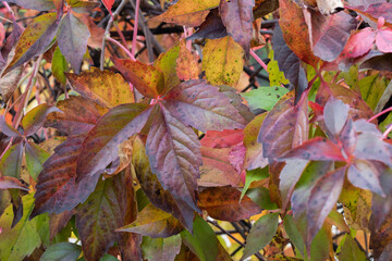 Autumn colored leaves of vine in the garden 