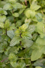 Growing peppermint in the garden